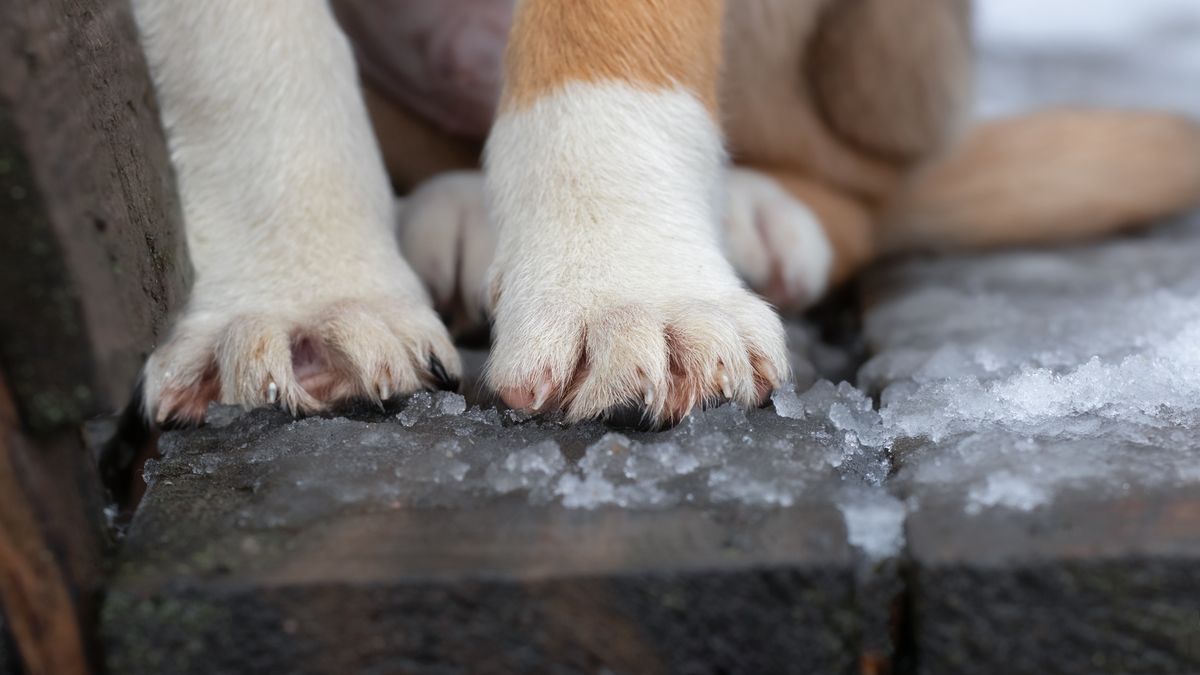 Jak ochronić psie łapy przed mrozem?