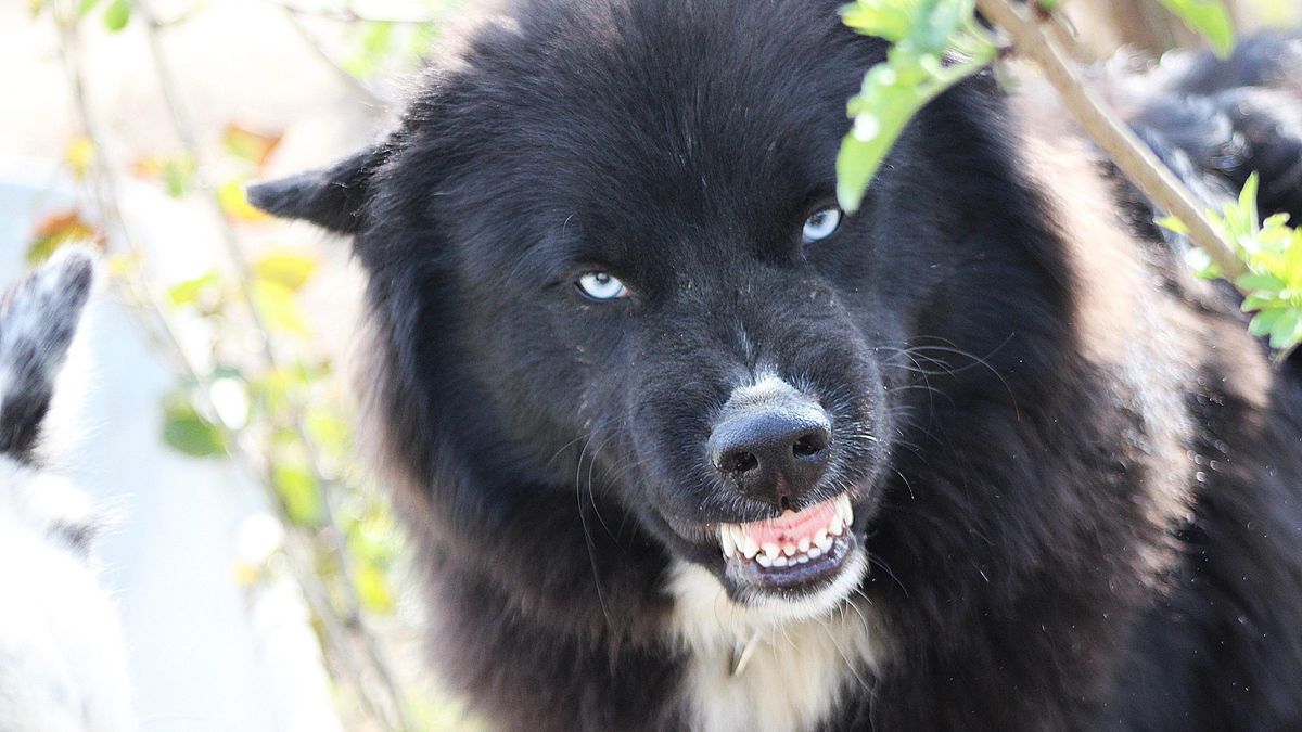 Tragedia w Essex. 19-latka zmarła po ataku psa