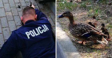 Policjanci uratowali życie czterem kaczuszkom