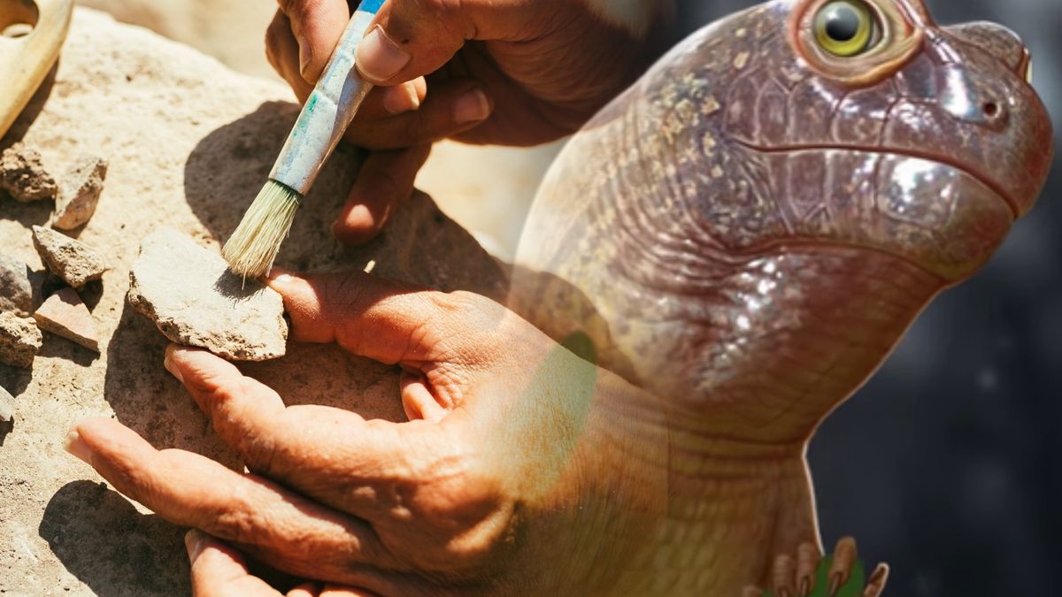Sauropia macrorhinus