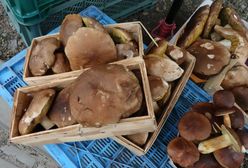 Ekspert potwierdza: mamy wysyp grzybów. Niestety nie wszędzie