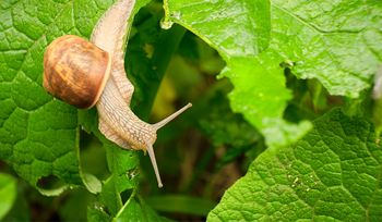 Ślimaki niszczą twój ogród? Posadź te rośliny, a same się wyprowadzą