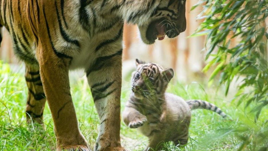 Wrocław. Mała tygrys sumatrzański narodził się we wrocławskim zoo. Możesz wybrać imię