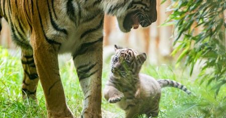Wrocław. Mały tygrys sumatrzański narodził się we wrocławskim zoo. Możesz wybrać imię
