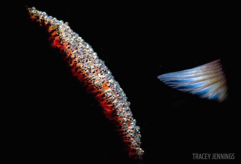 Laureaci Underwater Photo Contest odkrywają przed nami ogrom piękna podwodnych głębin 13