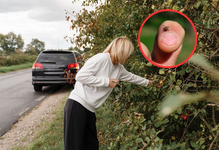 Kleszcze nie spadają z gałęzi. W tym miejscu jednak znajdziesz ich najwięcej