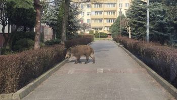 "Powtarzający się problem". Służby wskazują na konkretną przyczynę