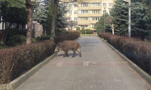 "Powtarzający się problem". Służby wskazują na konkretną przyczynę