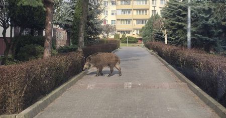 "Powtarzający się problem". Służby wskazują na konkretną przyczynę