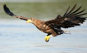 National Geographic Wild Ukryte piękno Europy