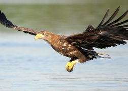 National Geographic Wild Ukryte piękno Europy