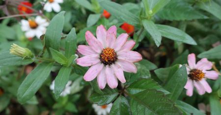 Cynia wytworna - pielęgnacja, wymagania, uprawa i odmiany