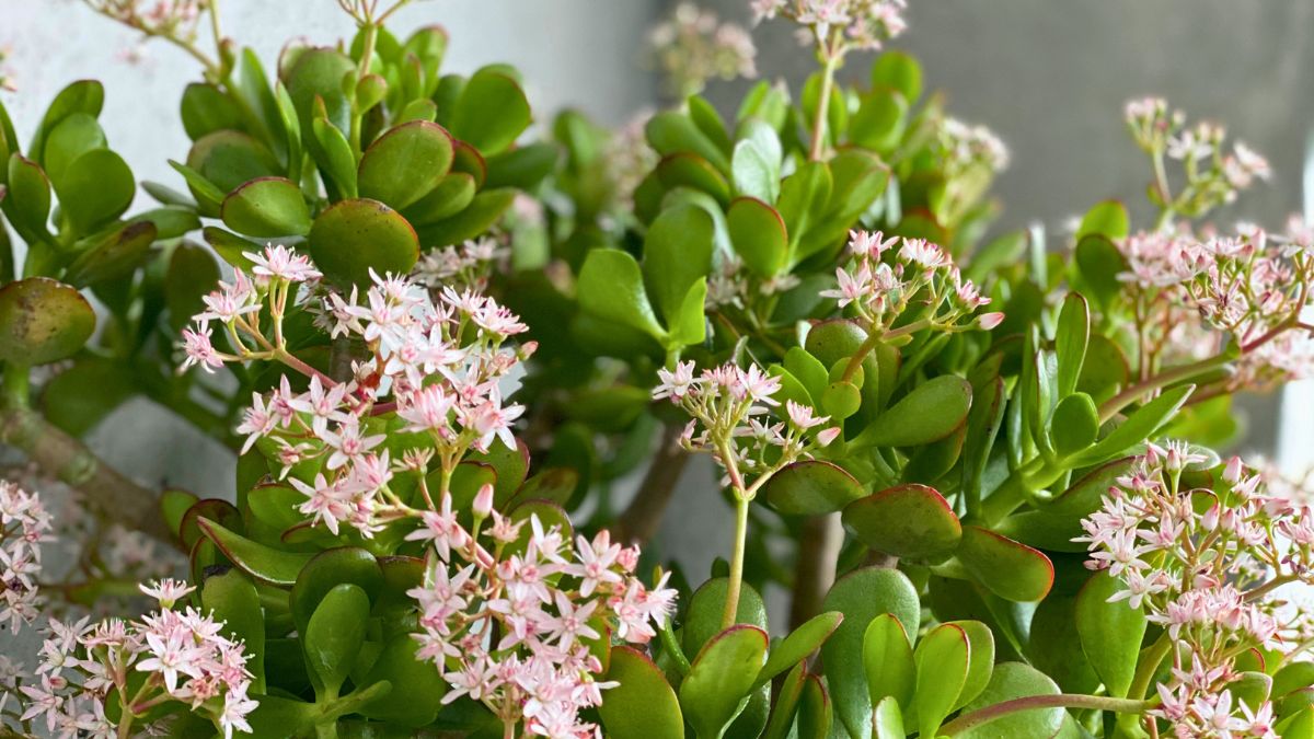 Mój grubosz zakwitł ze szczęścia 