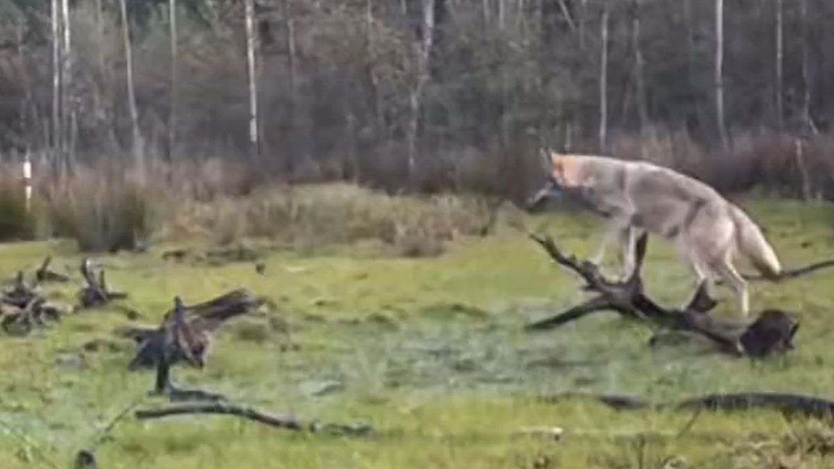 Leśnicy dodali wymowny wpis