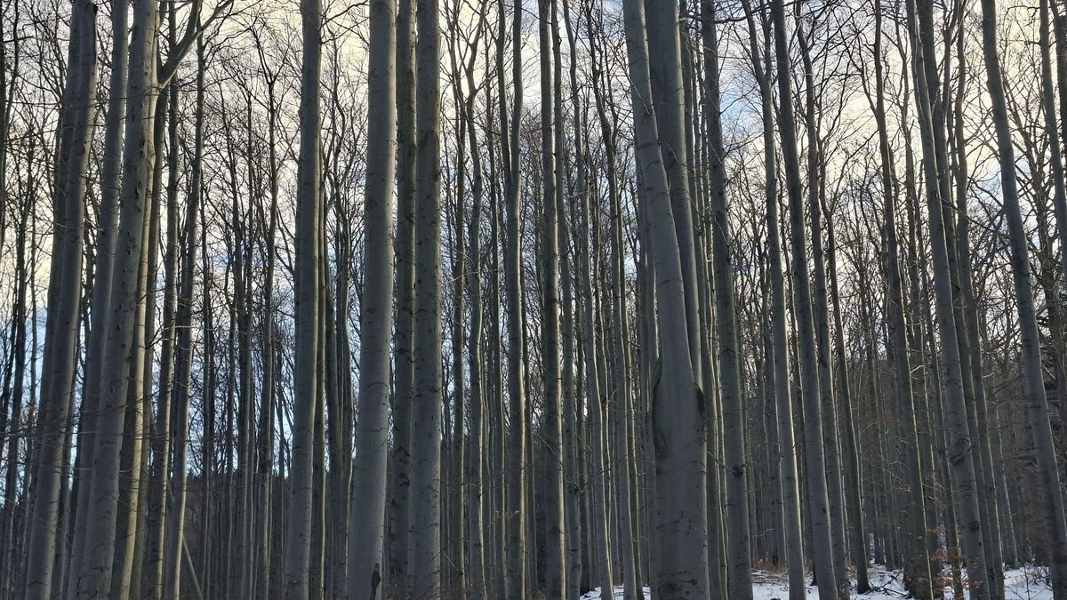 Leśnicy zapowiadają ws. buków.