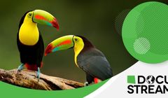 Kanały tematyczne SPI w ofercie darmowej platformy streamingowej Samsunga