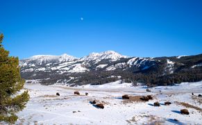 Polsat Viasat Nature HD Bizon: ikona Ameryki