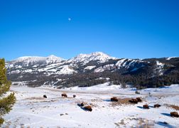 Polsat Viasat Nature HD Bizon: ikona Ameryki