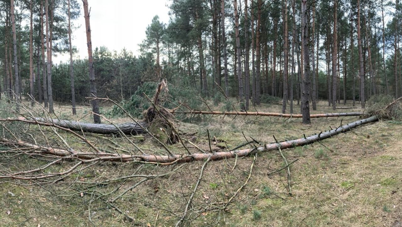 Niebezpiecznie w lasach. Wicher łamie drzewa