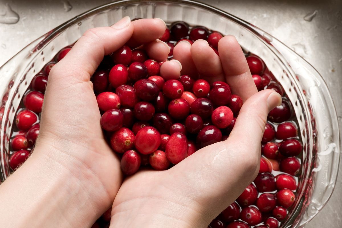 This is what fresh cranberry looks like - Delicacies