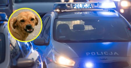 Pies pogryzł 5-latka. Chłopiec ma poszarpaną twarz