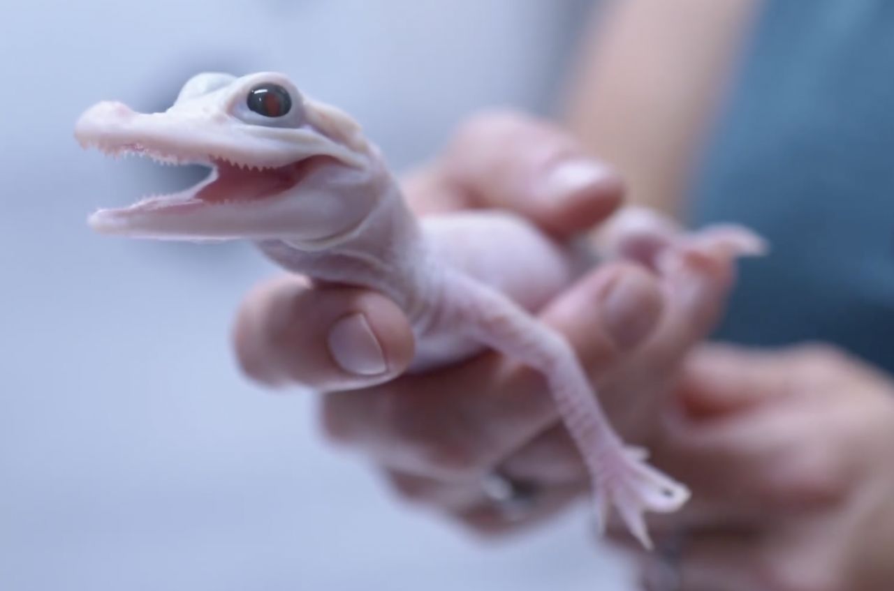 Wyjątkowe narodziny w amerykańskim zoo. Na świat przyszedł nietypowy aligator