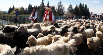 Wypas owiec w Bieszczadach i Beskidzie Niskim. Tysiące zwierząt na pastwiskach