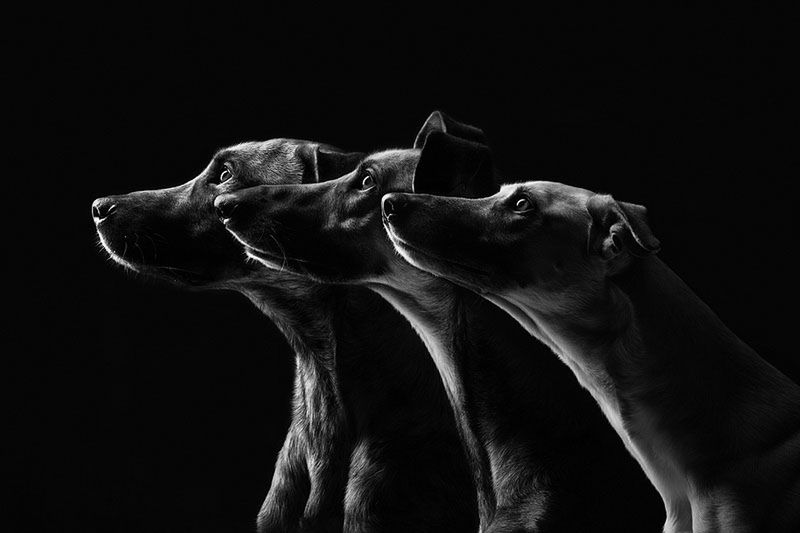 Pełne ekspresji portrety psów Elke Vogelsang 10