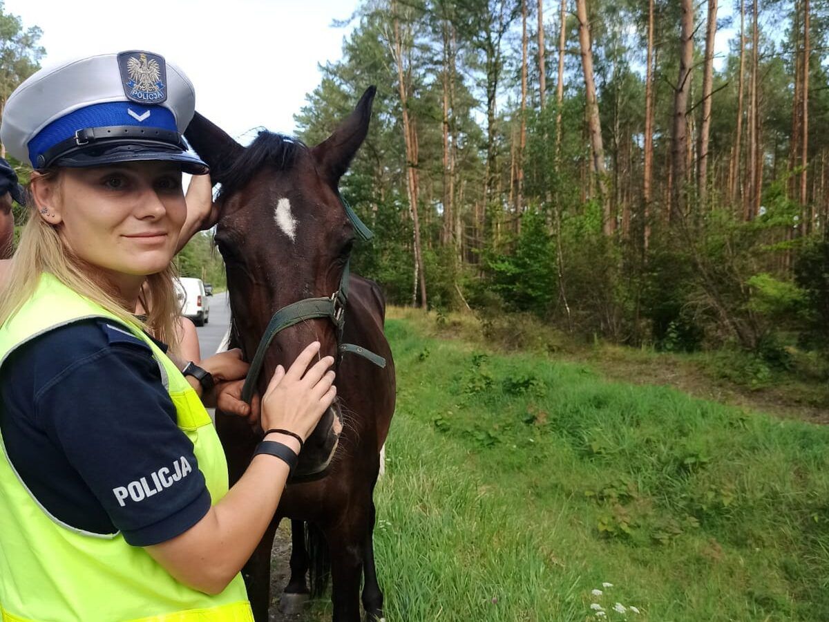 Policjanci z drogówki zatrzymali konia na DK 22