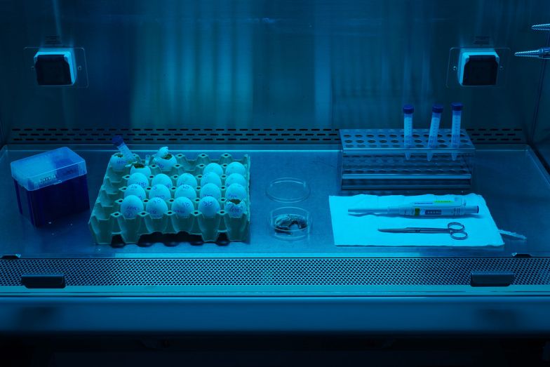 Kury, które ratują nasze życie