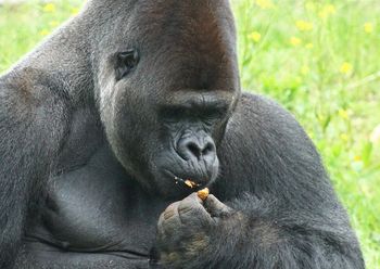 Ważny apel zoo. Potrzebuje 1,5 tony żołędzi, ale to nie wszystko