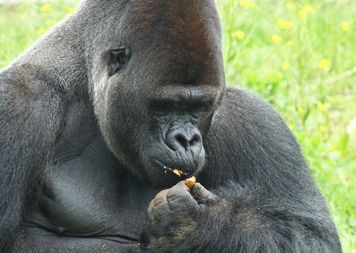 Ważny apel zoo. Potrzebuje 1,5 tony żołędzi, ale to nie wszystko