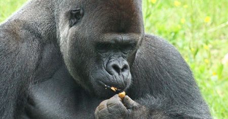 Ważny apel zoo. Potrzebuje 1,5 tony żołędzi, ale to nie wszystko