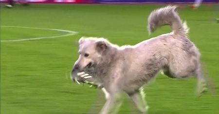 Pies skradł serca kibiców. Uroczy incydent na murawie