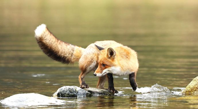 Lis, który uratował wyspę