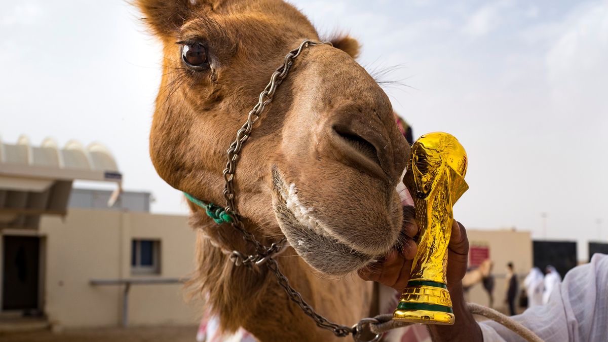 Zdjęcie okładkowe artykułu: Getty Images / Nicola Sua - AMA / Na zdjęciu: katarski wielbłąd z repliką pucharu świata