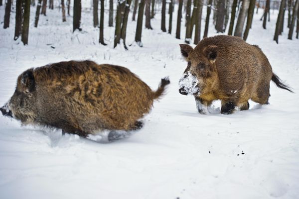 Leśnicy przygotowują się do dokarmiania zwierząt zimą