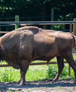 Największe utrapienie zoo. "Nikt przy zdrowych zmysłach nie znęca się nad żywą istotą"