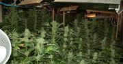 Zlikwidowana plantacja konopi indyjskich