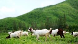 Pryszczyca - ostra i zakaźna choroba zwierząt, objawy u ludzi
