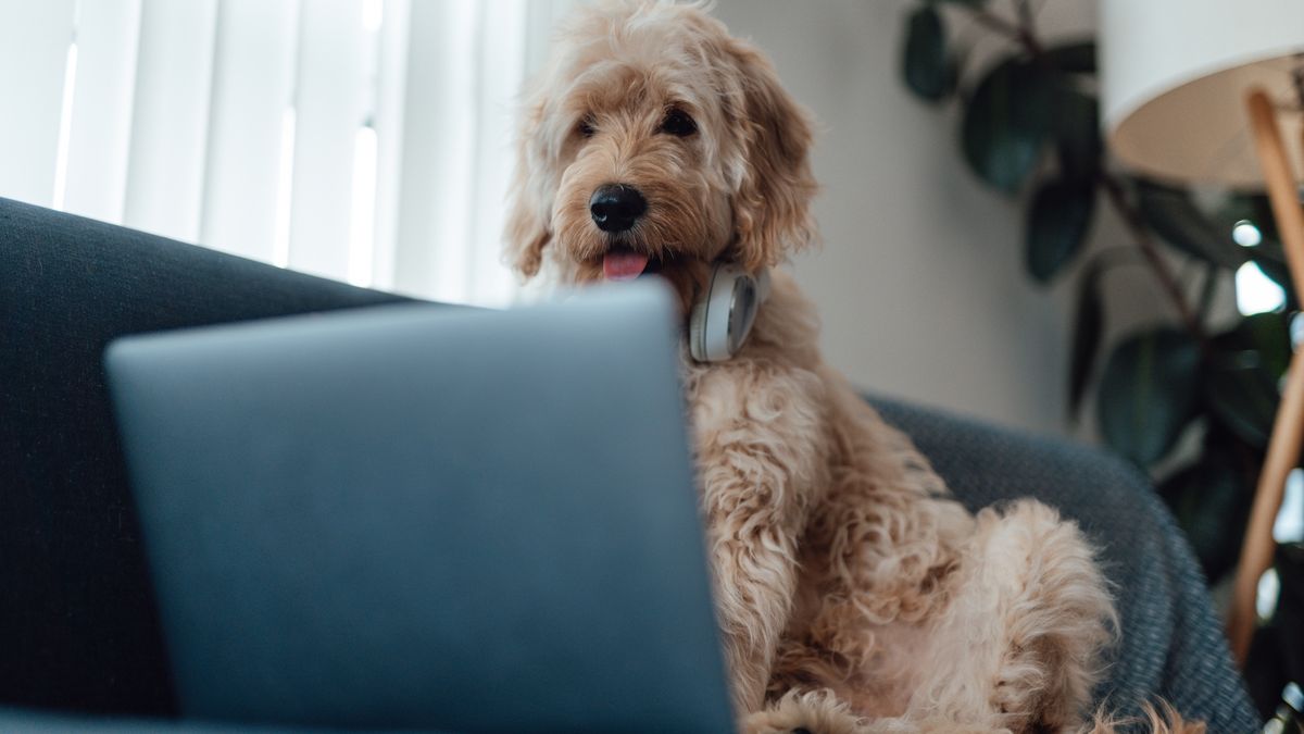 Technologia jest nie tylko dla ludzi, ale także dla naszych zwierząt