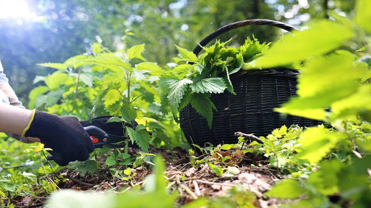 Pokrzywa  Fot. AdobeStock