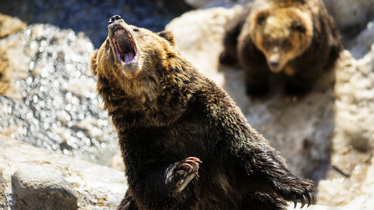 Niedźwiedzie potrafią być bardzo agresywne 