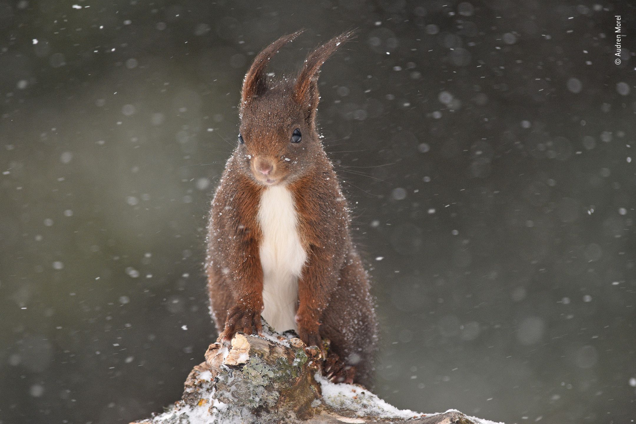 Panasonic przyzna nagrodę publiczności w konkursie Wildlife Photographer of the Year 21