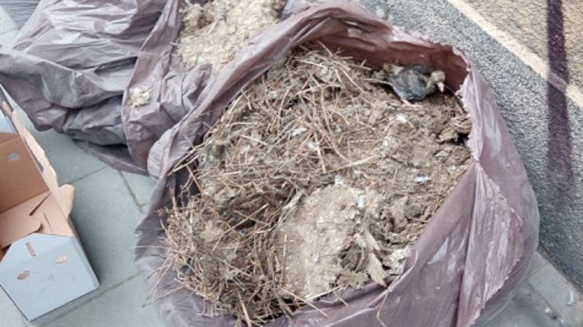 Kraków. Gołębie w worku na śmieci