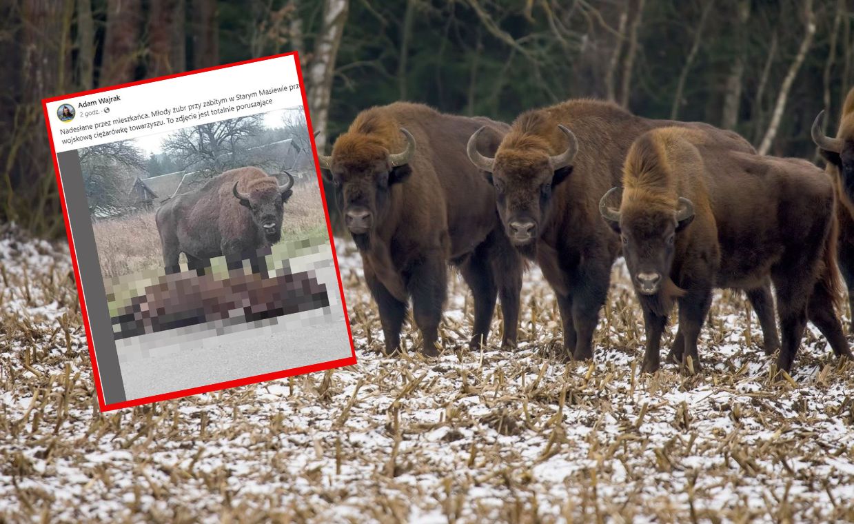 Przejmujące zdjęcie z Podlasia krąży w sieci. Wojsko potwierdza