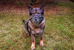 Mazowieckie. Pies "Huba" doprowadził do zatrzymania pijanego sprawcy kolizji