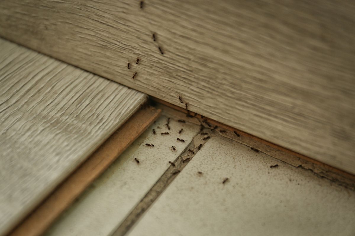 Cheap and easy kitchen hacks to banish ants from your balcony