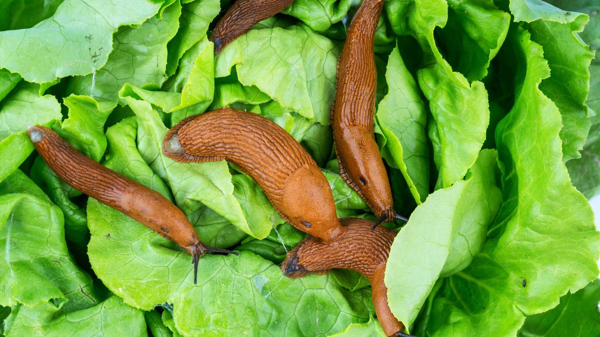 Schnecke mit Salatblatt
Erwin Wodicka - erwin.wodicka@gm
Nacktschnecke, Nacktschnecken, Pflanzenschädling, Schädlinge, Schneckenplage, bekämpfen, Schneckeninvasion, Salat fressen, Landschnecke, landschnecken, spanische, Wegschnecke, Snail, Landlungenschnecke, wegschnecken, Gastropoda, Rote, heimische, Mollusca, Lusitanische, Arion, Lusitanicus, Vulgaris, Kapuzinerschnecke, Natur, Tiere, Freilebende, Schnecke, Schnecken, Garten, Schädling, Schädlingsbekämpfung, langsam, Kriechtier, Fühler, Kriechen, Frei, lebende, Tier, nacktschnecke, nacktschnecken, pflanzenschädling, schädlinge, schneckenplage, bekämpfen, schneckeninvasion, salat fressen, landschnecke, landschnecken, spanische, wegschnecke, snail, landlungenschnecke, wegschnecken, gastropoda, rote, heimische, mollusca, lusitanische, arion, lusitanicus, vulgaris, kapuzinerschnecke, natur, tiere, freilebende, schnecke, schnecken, garten, schädling, schädlingsbekämpfung, langsam, kriechtier, fühler, kriechen, frei, lebende, tier