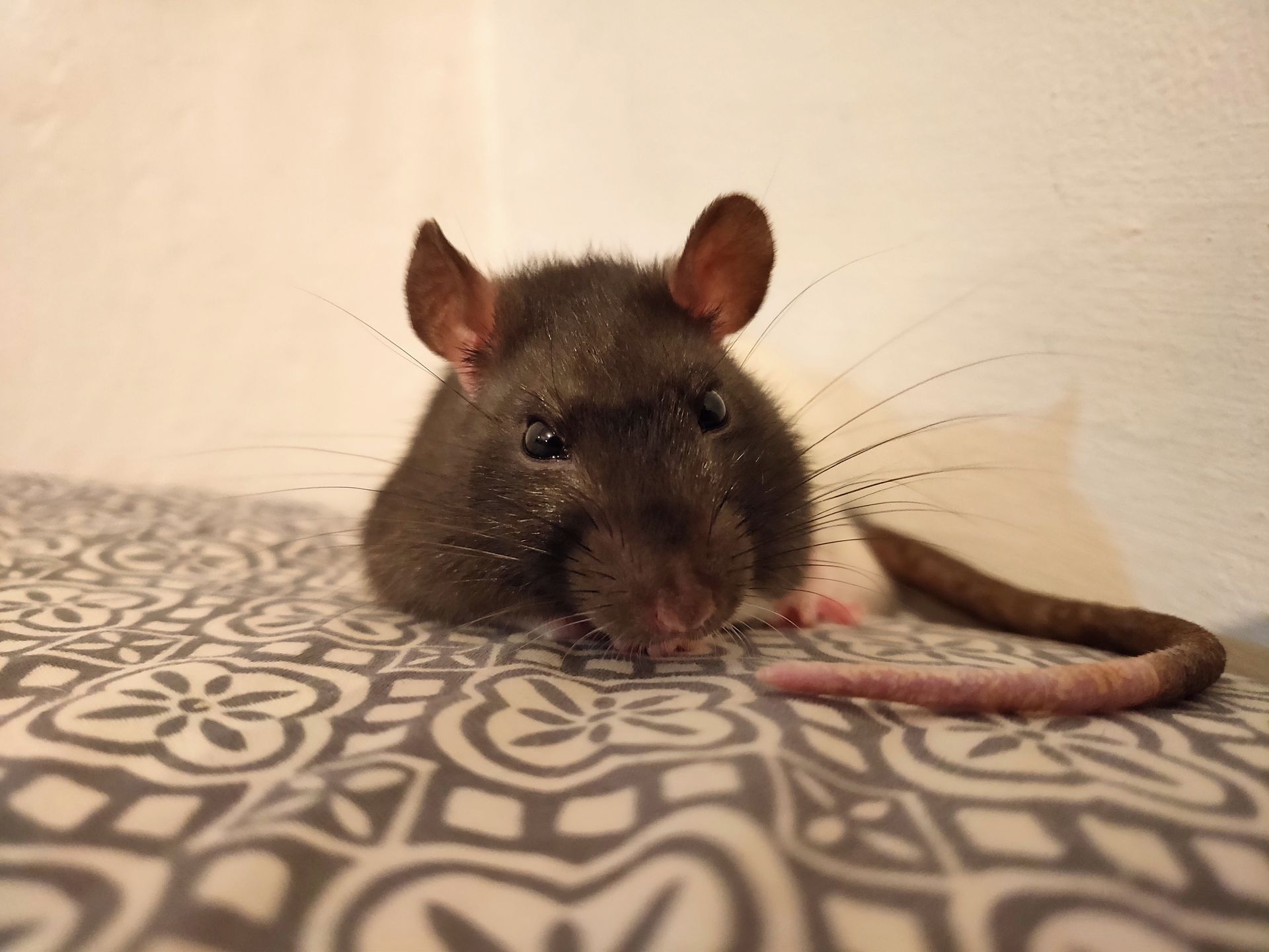 f/1,5, ISO 856, 1/33 s